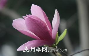 南召白玉蘭，廣玉蘭，紫玉蘭有什么區(qū)別，種植方法有哪些？(圖5)