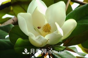 南召白玉蘭，廣玉蘭，紫玉蘭有什么區(qū)別，種植方法有哪些？(圖4)