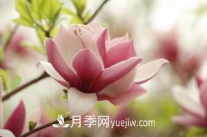 南召白玉蘭，廣玉蘭，紫玉蘭有什么區(qū)別，種植方法有哪些？(圖6)