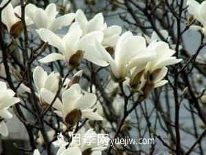 南召白玉蘭，廣玉蘭，紫玉蘭有什么區(qū)別，種植方法有哪些？(圖3)