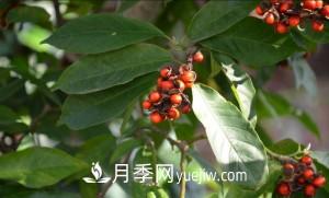 南召白玉蘭，廣玉蘭，紫玉蘭有什么區(qū)別，種植方法有哪些？(圖8)