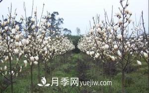 南召白玉蘭，廣玉蘭，紫玉蘭有什么區(qū)別，種植方法有哪些？(圖9)
