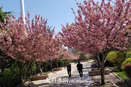淮安適合養(yǎng)什么花，市花和市樹是什么(圖1)