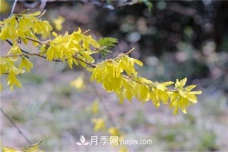 淮安適合養(yǎng)什么花，市花和市樹是什么(圖3)