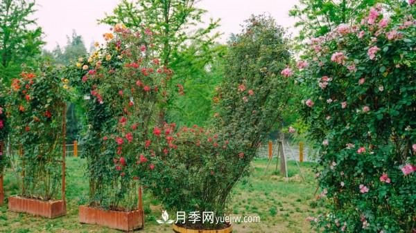 淮安市花月季為什么這樣“紅”？(圖1)