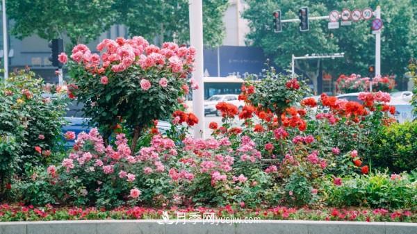 淮安市花月季為什么這樣“紅”？(圖3)