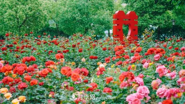 淮安市花月季為什么這樣“紅”？(圖5)