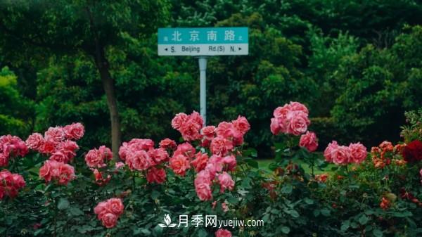 淮安市花月季為什么這樣“紅”？(圖4)