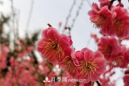 南京適合養(yǎng)月季，市花和市樹是什么(圖1)