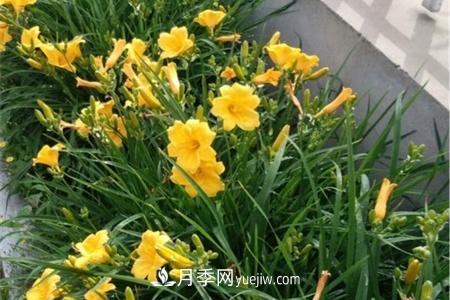 張家口適合養(yǎng)月季花，市花和市樹是什么(圖1)