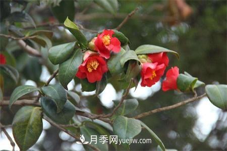溫州適合養(yǎng)月季，市花和市樹是什么(圖1)