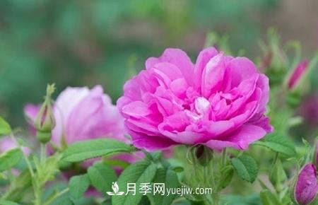 沈陽(yáng)適合養(yǎng)月季花，市花和市樹是什么(圖1)
