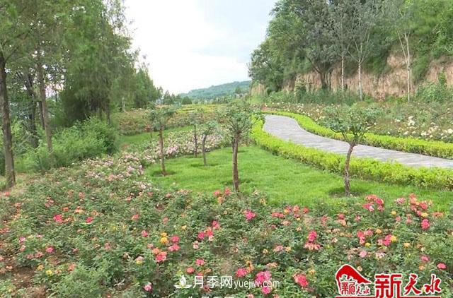 天水適合養(yǎng)月季，市花和市樹(shù)是什么(圖1)