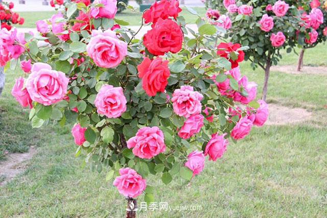 什么樹(shù)可以嫁接月季？南陽(yáng)月季嫁接的好處(圖1)