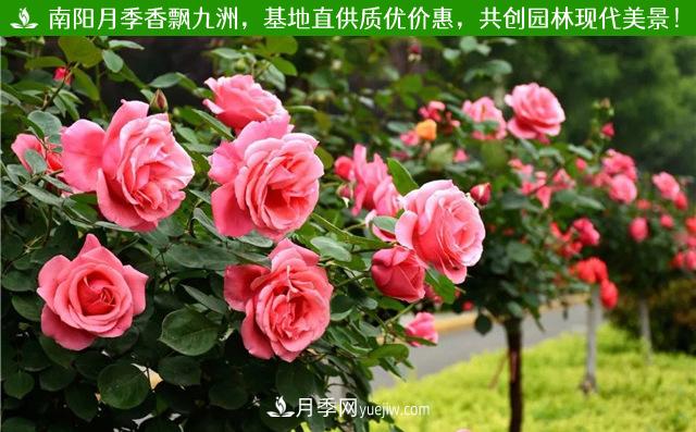 湖北紅色樹(shù)狀月季(圖1)