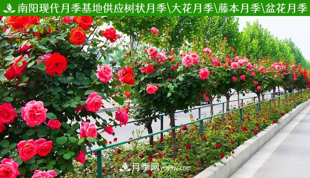 四川棒棒糖月季，重慶棒棒糖月季批發(fā)(圖3)