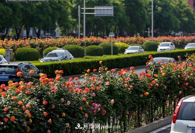 道路樹狀月季，行道月季樹(圖1)