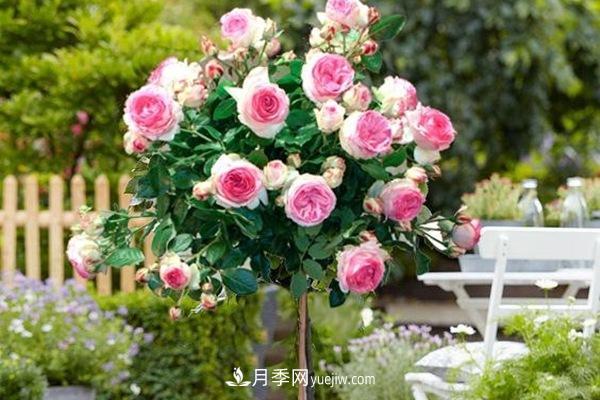 ***美藤本月季品種龍沙寶石，打造景區(qū)花墻(圖1)