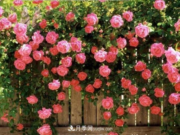 多季開(kāi)花的藤本月季有哪些？(圖3)