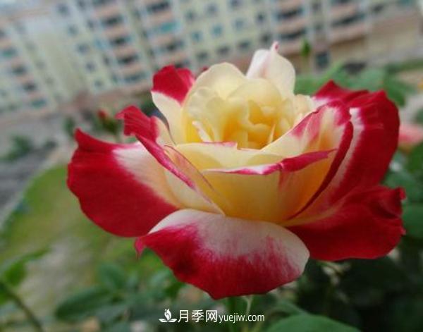 盆栽大花月季什么時(shí)間修剪比較好？(圖1)