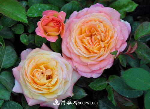 大花月季的施肥管理要點是什么？(圖1)