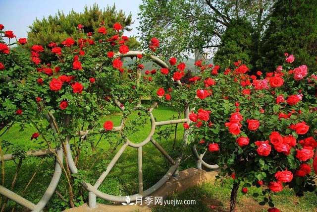 種植大花樹狀月季為什么要剪掉盲枝？(圖1)