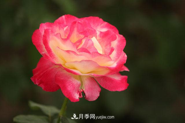 一年長占四時春—月季花，月季網(wǎng)帶你重新認識月季(圖1)
