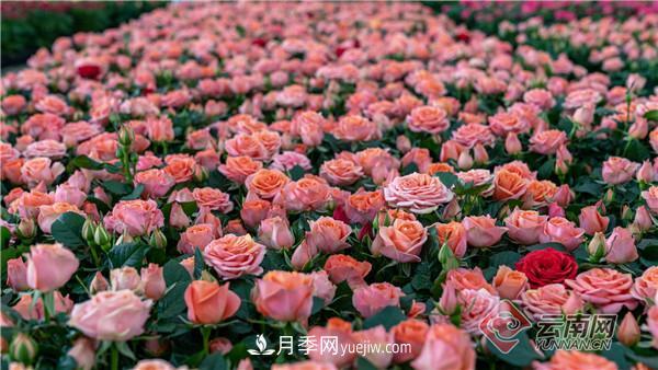 全國(guó)優(yōu)勢(shì)特色產(chǎn)業(yè)推進(jìn)會(huì)，昆明晉寧月季花卉產(chǎn)業(yè)獲點(diǎn)贊(圖2)