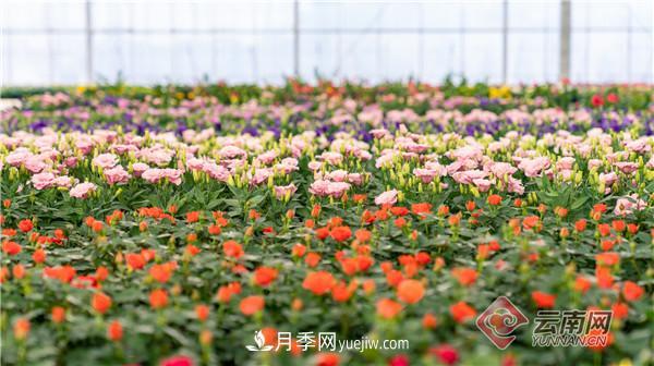 全國(guó)優(yōu)勢(shì)特色產(chǎn)業(yè)推進(jìn)會(huì)，昆明晉寧月季花卉產(chǎn)業(yè)獲點(diǎn)贊(圖3)