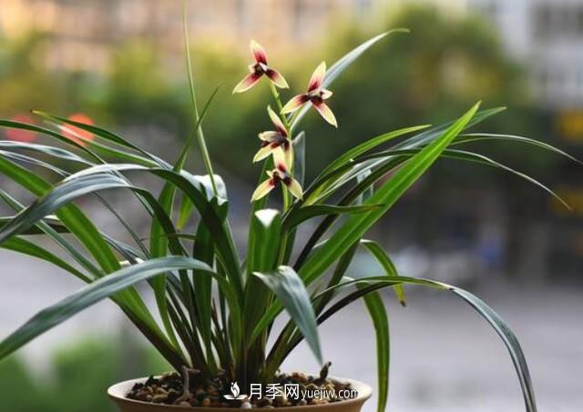 買花卉如何健康有保證！注意這四點(diǎn)(圖1)