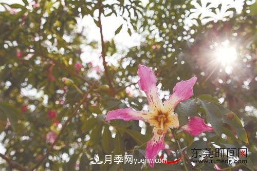 初冬時節(jié)，東莞市長安鎮(zhèn)時令花卉大放異彩令人賞心悅目(圖2)