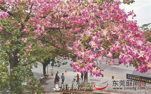 初冬時節(jié)，東莞市長安鎮(zhèn)時令花卉大放異彩令人賞心悅目(圖3)