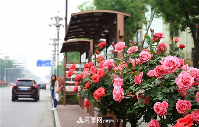 為什么市政園林綠化要選擇種樹(shù)狀月季呢？(圖2)