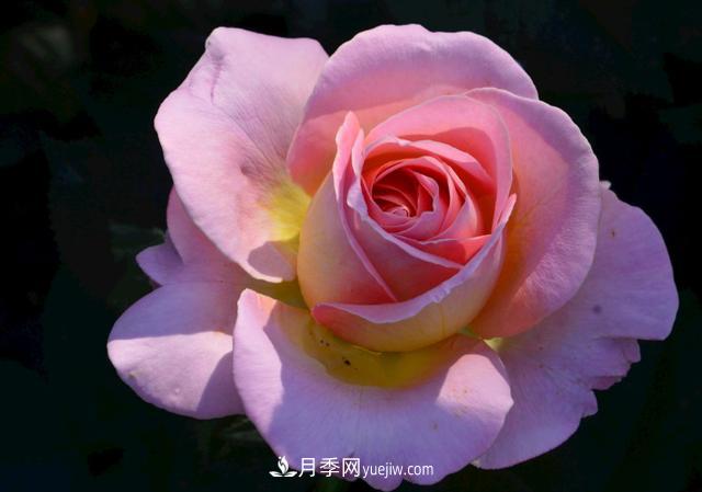 月季花，長得好看，要養(yǎng)好要學(xué)會小技巧(圖1)