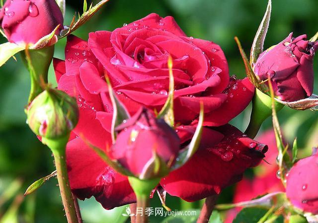 月季花，長得好看，要養(yǎng)好要學(xué)會小技巧(圖3)