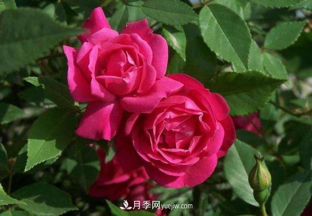 月季花，長得好看，要養(yǎng)好要學(xué)會小技巧(圖2)