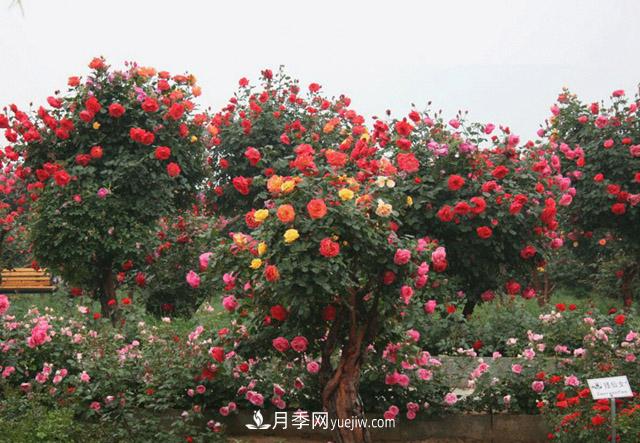 10公分樹狀月季價格，供應(yīng)別墅和景點的古樁月季(圖1)