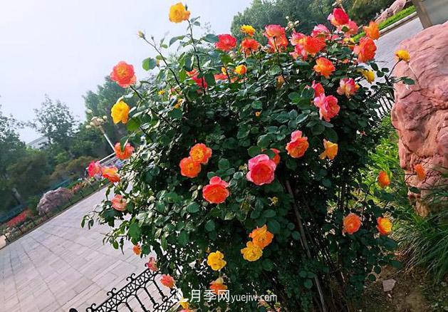 月季樹年年開花滿枝頭，遠遠一看像棒棒糖(圖2)