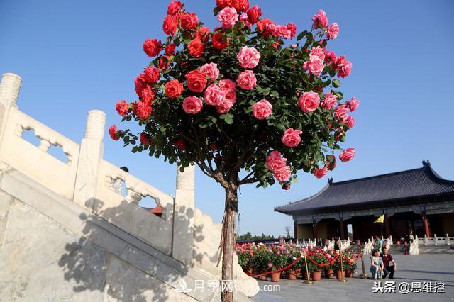 月季樹年年開花滿枝頭，遠遠一看像棒棒糖(圖1)