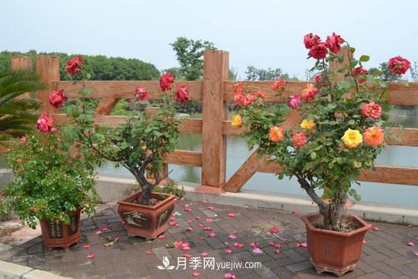 樹(shù)樁月季花的養(yǎng)殖方法(圖1)