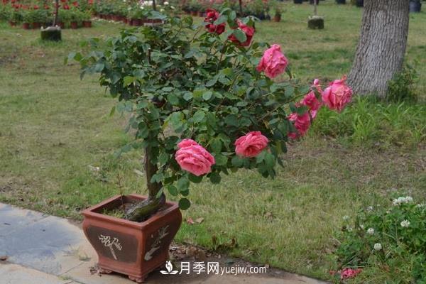 樹(shù)樁月季花的養(yǎng)殖方法(圖3)