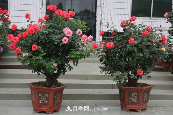 樹(shù)樁月季花的養(yǎng)殖方法(圖2)