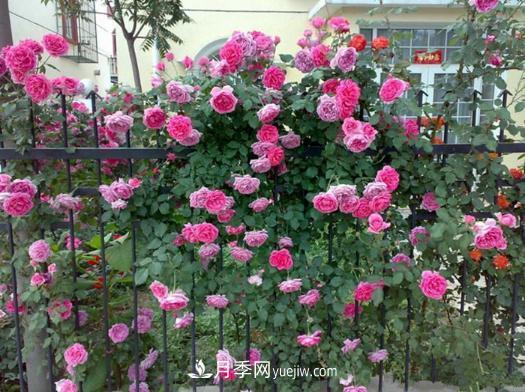 藤本月季批發(fā)價(jià)格多少錢一棵？藤本月季怎么爬藤？(圖3)