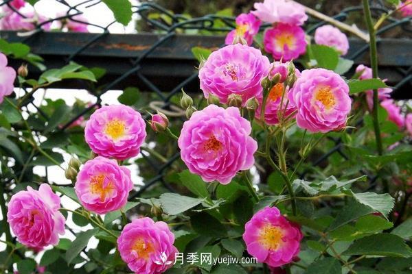 藤本月季怎么修剪枝葉？藤本月季如何過冬？(圖3)