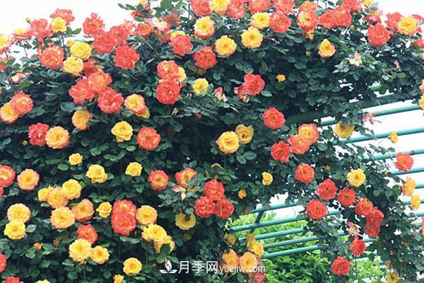 藤本月季怎么修剪枝葉？藤本月季如何過冬？(圖1)