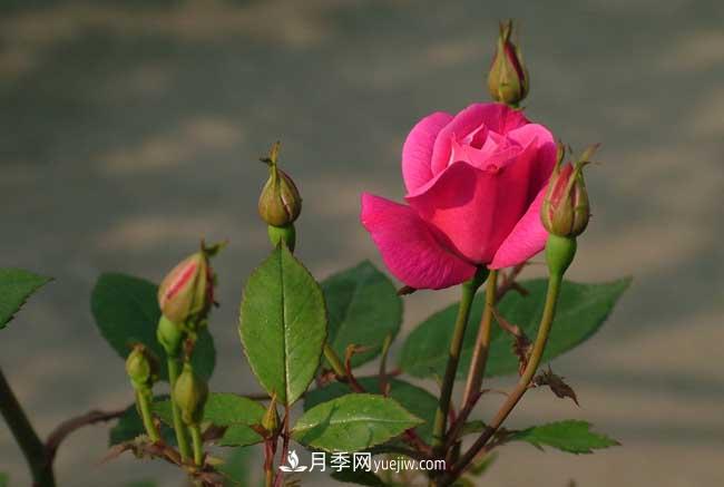 月季花的栽培技術(shù)和***佳種植時間？(圖1)