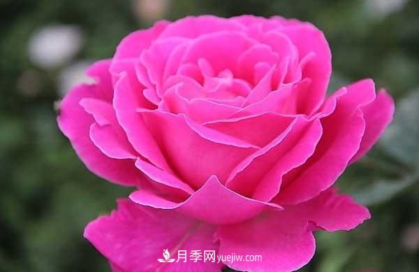 月季花的栽培技術(shù)和***佳種植時間？(圖3)