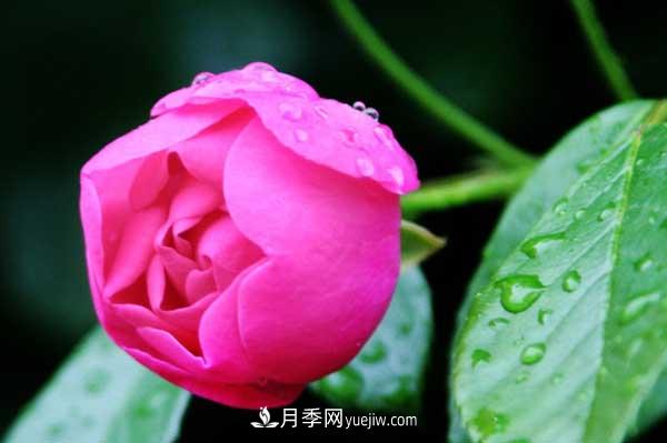 月季花的栽培技術(shù)和***佳種植時間？(圖4)