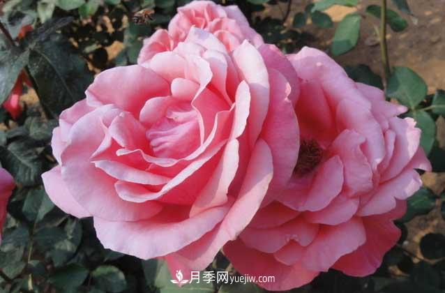 月季花什么時候開花？什么時候播種？(圖2)