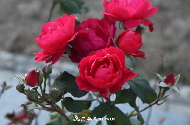 月季花什么時候開花？什么時候播種？(圖3)